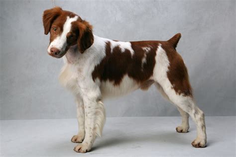 pictures of brittany show dogs